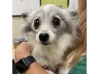 Adopt Elle Woods a White - with Tan, Yellow or Fawn Papillon / Mixed dog in