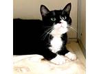 Adopt Mister a Black & White or Tuxedo Domestic Shorthair (short coat) cat in
