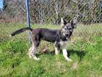 Adopt Frank a Husky / Alaskan Malamute / Mixed dog in Port Alberni