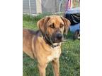 Adopt Goose a Catahoula Leopard Dog / Great Pyrenees / Mixed dog in Kamloops