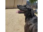 Adopt Milton a Black Mixed Breed (Medium) / Mixed dog in Carson City