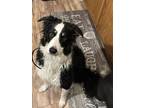 Adopt Sammy a Tricolor (Tan/Brown & Black & White) Border Collie / Mixed dog in