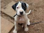 Adopt Poppy a White - with Black Labrador Retriever / Mixed dog in Southbury