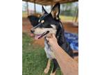 Adopt Squirt a Black - with Tan, Yellow or Fawn Mixed Breed (Medium) dog in