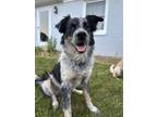 Adopt Oakley a Black - with White Collie / Blue Heeler / Mixed dog in Ellicott
