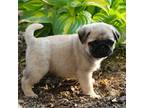 Pug Puppy for sale in Sugarcreek, OH, USA