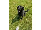 Adopt Valor a Black Mixed Breed (Large) / Mixed dog in Ashtabula, OH (38204555)