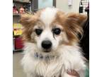 Adopt Triston a White - with Tan, Yellow or Fawn Papillon / Mixed dog in