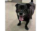 Adopt Gracie a Black Pug / American Pit Bull Terrier / Mixed dog in Lynchburg