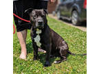 Adopt Squiggy a Black Mixed Breed (Large) / Mixed dog in Ashtabula