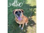Adopt Ellie a Tan/Yellow/Fawn English Mastiff / Mixed dog in Juneau