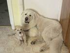 Adopt Gordo a White Great Pyrenees / Mixed dog in Petaluma, CA (38203777)