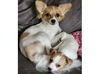 Adopt Bella & Pebbles a White - with Brown or Chocolate Papillon / Miniature