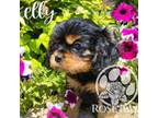 Cavalier King Charles Spaniel Puppy for sale in Forney, TX, USA