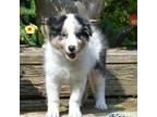 Shetland Sheepdog Puppy for sale in Upper Tract, WV, USA