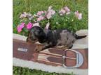 Dachshund Puppy for sale in Addison, NY, USA