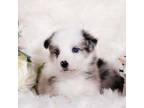 Border Collie Puppy for sale in Springfield, MO, USA