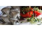 Gourmet Mushroom & Microgreens Growing Equipment and Supplies