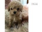 Cavapoo Puppy for sale in Springfield, MO, USA