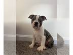 Boston Terrier PUPPY FOR SALE ADN-613168 - Boy Boston Puppy