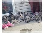 Great Dane PUPPY FOR SALE ADN-612928 - Blue Merle Great Dane Puppies