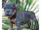 French Bulldog PUPPY FOR SALE ADN-613391 - Baby boy