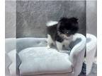 Pomeranian PUPPY FOR SALE ADN-613386 - Oreo