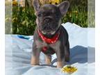 French Bulldog PUPPY FOR SALE ADN-613399 - Breaking hearts Frenchie