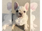 French Bulldog PUPPY FOR SALE ADN-613118 - Laine