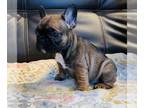 French Bulldog PUPPY FOR SALE ADN-613242 - Bon Bon