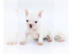 French Bulldog PUPPY FOR SALE ADN-613380 - French Bulldog Puppies Available
