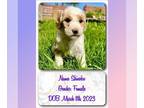 Goldendoodle PUPPY FOR SALE ADN-612944 - F1B Standard Goldendoodle Puppies