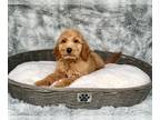 Goldendoodle PUPPY FOR SALE ADN-612950 - F1B Standard Goldendoodle Puppies