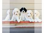 Goldendoodle PUPPY FOR SALE ADN-613276 - Londons Perfect Parti Goldendoodle