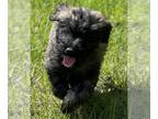 Bouvier Des Flandres PUPPY FOR SALE ADN-612902 - Bouvier Brindle Male puppy