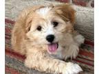 Cavachon PUPPY FOR SALE ADN-613017 - Skyes First Litter