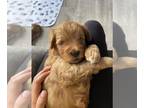 Goldendoodle (Miniature) PUPPY FOR SALE ADN-613063 - Toy Goldendoodle