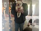 Pug PUPPY FOR SALE ADN-613463 - Pug puppies