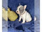 French Bulldog PUPPY FOR SALE ADN-613138 - Gorgeous French Bulldogs