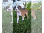 Boxer PUPPY FOR SALE ADN-613429 - Boxer Puppies