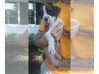 Boxer PUPPY FOR SALE ADN-613431 - Boxer Puppies