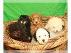 Poodle (Toy) PUPPY FOR SALE ADN-613349 - Tiny Toy and Toy Poodles
