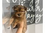 Yorkshire Terrier PUPPY FOR SALE ADN-612916 - Beautiful little Yorkie
