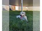 Labrador Retriever PUPPY FOR SALE ADN-613479 - AKC Pedigree Lab Puppies