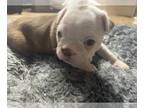 Boston Terrier PUPPY FOR SALE ADN-613292 - Bluegreen eyed babies