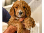 Goldendoodle PUPPY FOR SALE ADN-613473 - Goldendoodle Puppies