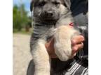 German Shepherd Dog Puppy for sale in Unknown, , USA