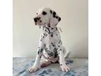 Dalmatian Puppy for sale in Hillsville, VA, USA