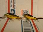 2 Bagley Baby Bass Lure 1 signed