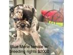 Pug Puppy for sale in Austin, TX, USA